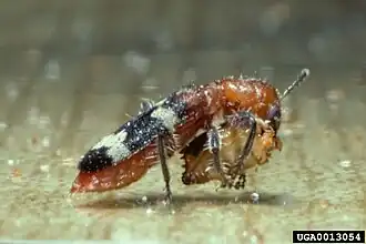 Thanasimus dubius.