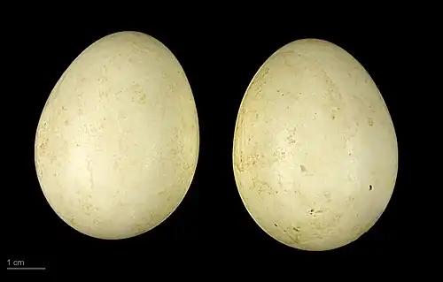Œufs de Canard à bec rouge - MHNT.
