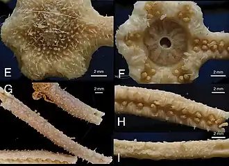 Freyastera tuberculata