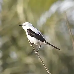 Pépoaza dominicain (Heteroxolmis dominicana)