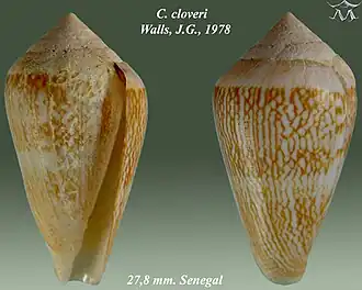 Description de l'image Conus cloveri 1.jpg.
