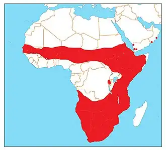 Description de l'image Burhinus capensis range.jpg.