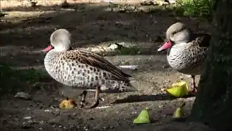 Ménagerie du jardin des plantes à Paris en France.