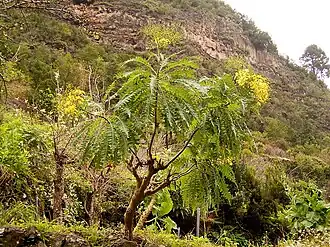 Description de l'image Sonchus palmensis (Los Tilos) 01.jpg.
