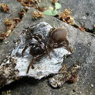 Description de l'image Atypus karschi.jpg.
