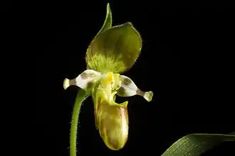 Description de l'image Cypripedium yatabeanum Makino, Bot. Mag. (Tokyo) 13 91 (1899) (46982683004).jpg.