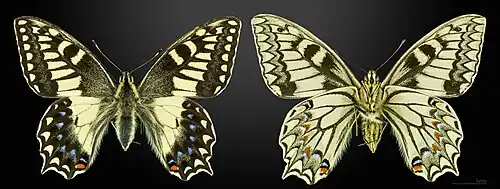 Papilio hospiton MHNT
