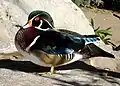 Canard branchu.