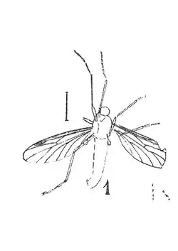 Plecia detractus mâle ♂.