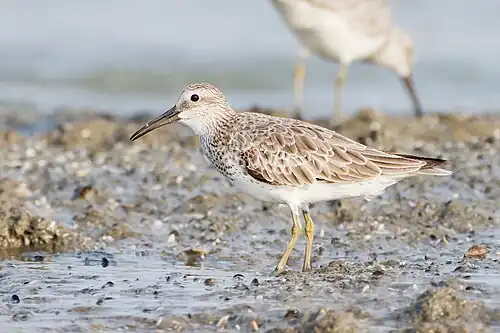 Un Bécasseau de l'Anadyr en plumage internuptial en Thaïlande.