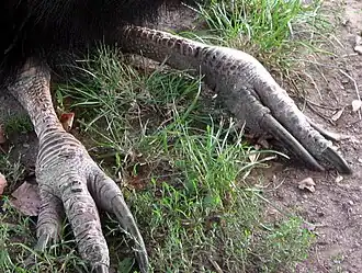 Ses pattes sont grosses et puissantes, terminées par trois doigts : le doigt intérieur porte une griffe aussi dangereuse qu'un poignard.