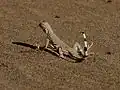 Lézard à queue de zèbre (Callisaurus draconoides)