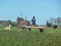 Jument à la traction dans la campagne de Loudéac, 2014