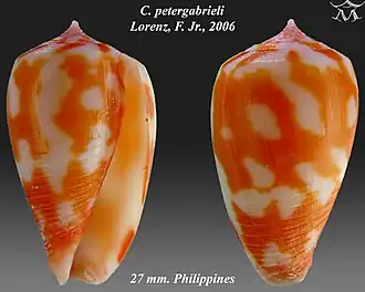 Description de l'image Conus petergabrieli 1.jpg.