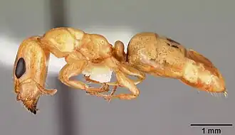 Gesomyrmex howardi spé. casent0102384 de profil.