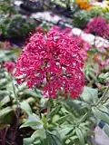 Centranthus ruber f. 'coccineus'.