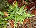Selaginella flabellata (Selaginellaceae)