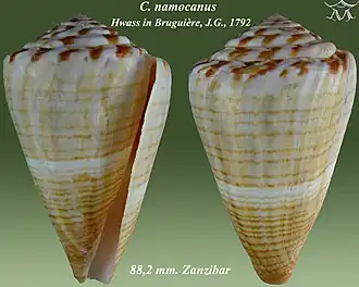 Description de l'image Conus namocanus 1.jpg.