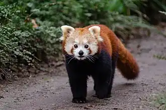 Description de l'image Red Panda (24960663871).jpg.