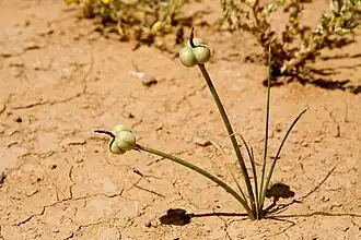 Description de l'image Zephyranthes longifolia - Flickr - aspidoscelis (1).jpg.
