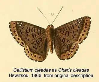 Description de l'image CallistiumCleadasHew1866OD.JPG.
