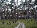 Forêt de Tucholski
