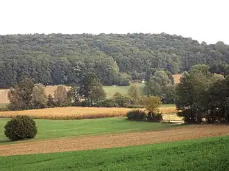 Puričani