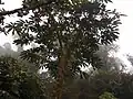 Brassaiopsis dumicola CHB22.V102 Tả Liên Sơn 2650m, au Viêt Nam.