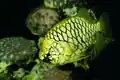 Poisson ananas.