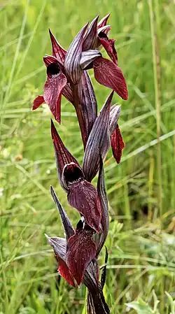 Serapias vomeracea.