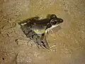 Hylarana elberti ;