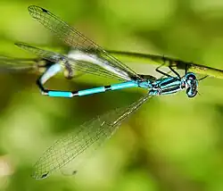 Coenagrion puella.