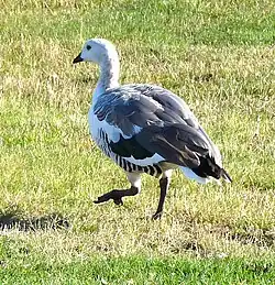 Ouette de Magellan (Chloephaga picta)