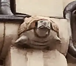 Pharmacie Dieu-Lumière tortue