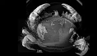 Description de l'image Dissodactylus primitivus.JPG.