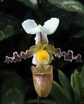 Description de l'image Venusschuh paphiopedilum tranlienianum.jpg.