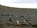 Manchots sur l’île Magdalena.