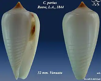 Description de l'image Conus parius 1.jpg.