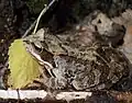 Grenouille oxyrhine