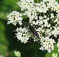 Leptura aethiops Poda, 1761