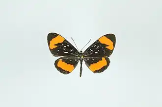 Description de l'image Stalachtis euterpe 1.jpg.