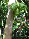 Fruits sur l'arbre