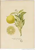 Bergamottier à fruit toruleux, Histoire naturelle des orangers, Antoine Risso, 1818