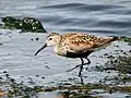Bécasseau variable