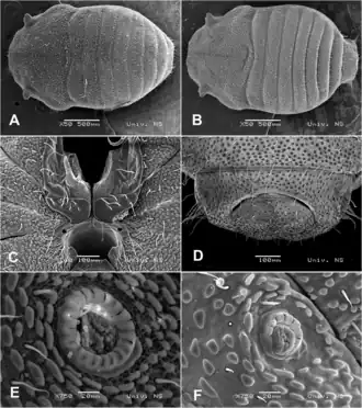 Description de l'image Siro ozimeci (10.5852-ejt.2022.834.1893) Figure 8.png.