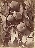 Branche de pécher