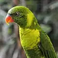 Loriquet de Weber (Trichoglossus weberi).