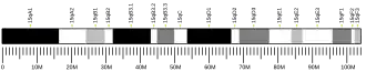 Chromosome 15 (souris)