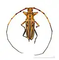 Ceragenia bicornis Muséum de Toulouse