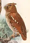 Petit-duc de Florès (Otus alfredi)[40],[41],[43],[42].